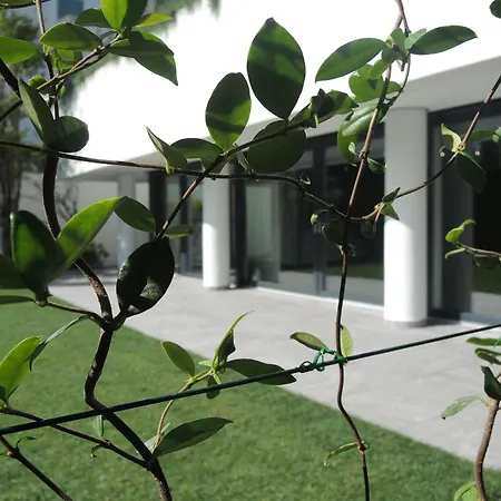 Fiore Rosa By Fewotessin 阿斯科纳